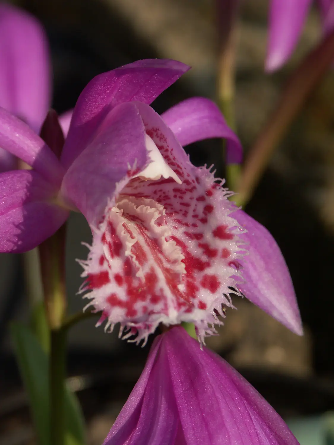 Orchid in our garden