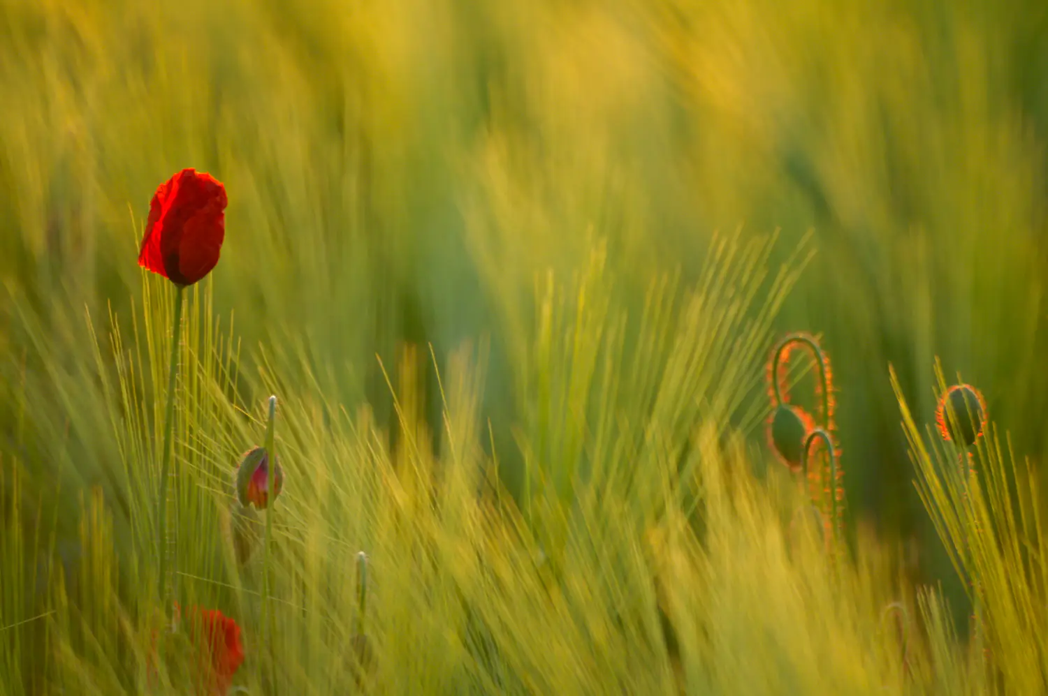 Poppy in a field