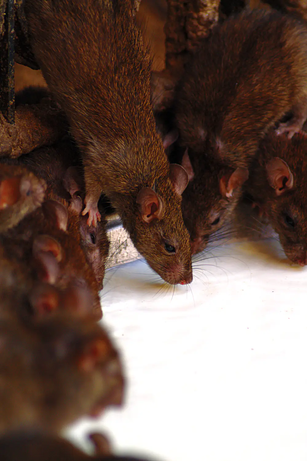Rats fighting for the best place to get the milk Deshnok/India