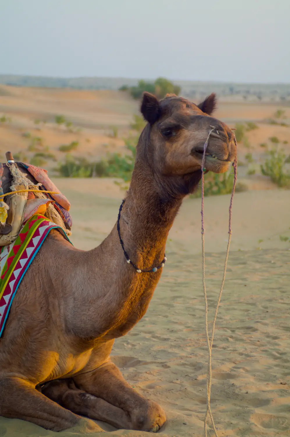 Camel near Jaisalmer/India