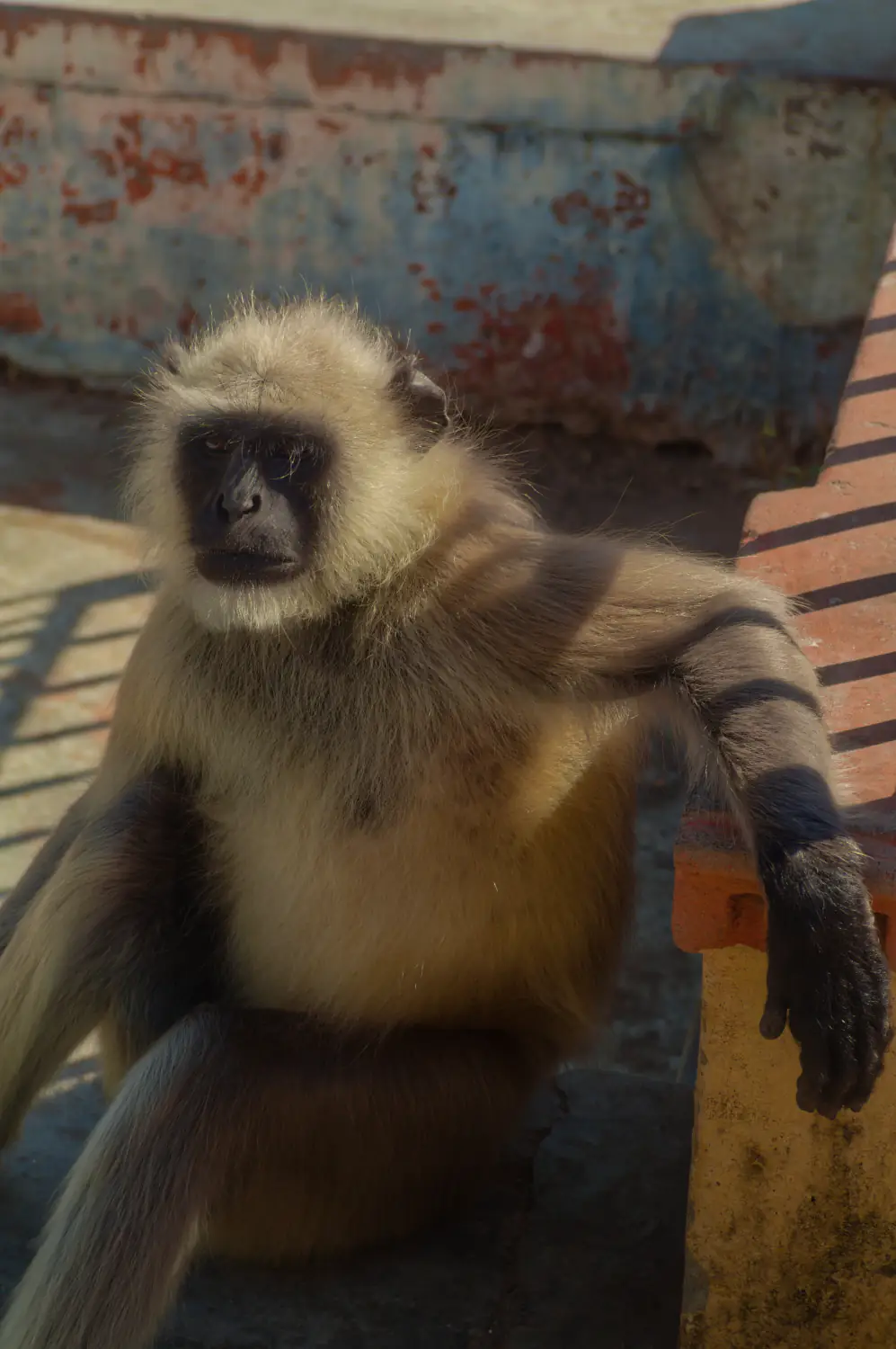 At the Amber Palce in Jaipur/India