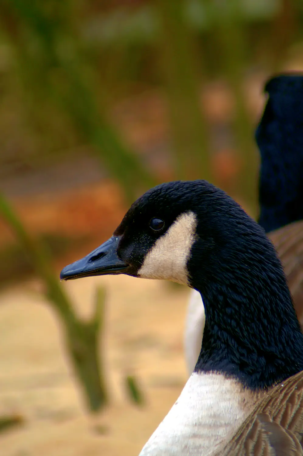 Goose in Olderdissen/Germany