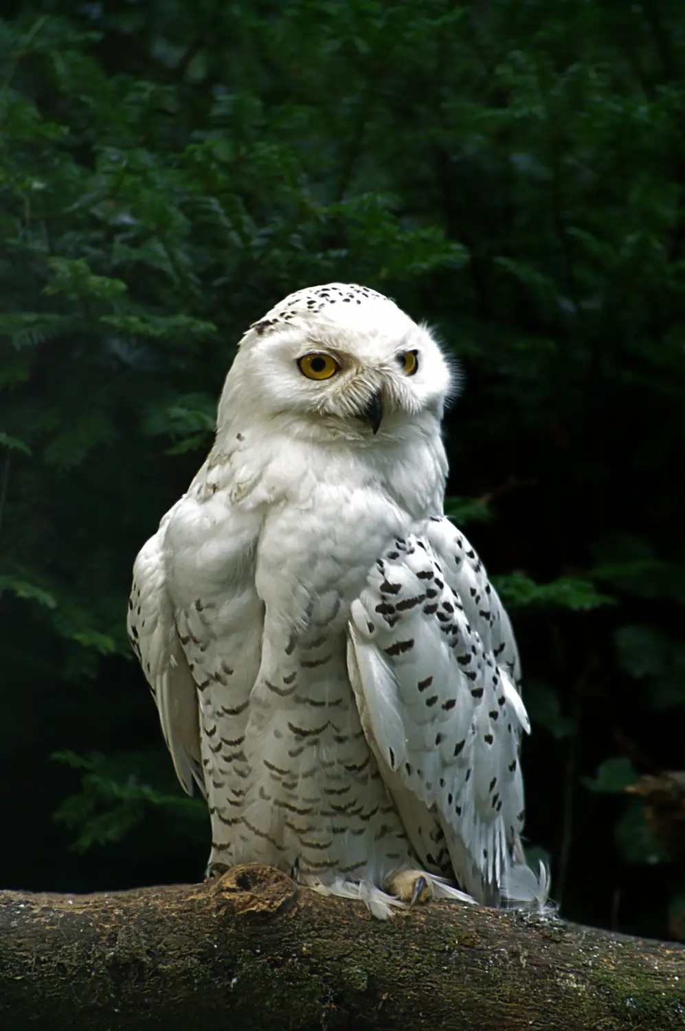 Snow owl Olderdissen/Germany